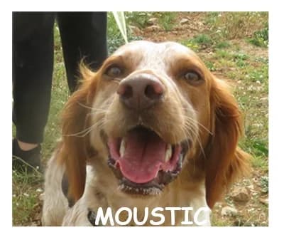 MOUSTIC, male young Brittany Spaniel for adoption at SPA Montpellier, Villeneuve-lès-Maguelone