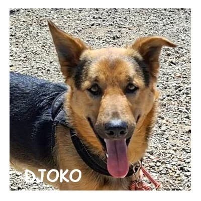 DJOKO, male Mixed Breed for adoption at SPA Montpellier, Villeneuve-lès-Maguelone