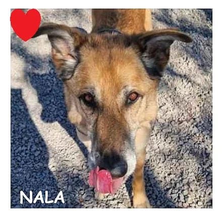 NALA, female Belgian Malinois for adoption at SPA Montpellier, Villeneuve-lès-Maguelone