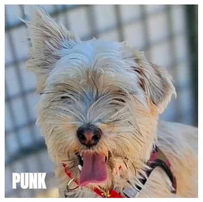 PUNK, male Yorkshire Terrier for adoption at SPA Montpellier, Villeneuve-lès-Maguelone