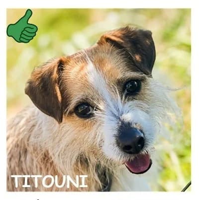 TITOUNI, male 3yo Mixed Breed for adoption at SPA Montpellier, Villeneuve-lès-Maguelone