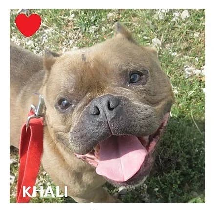 KHALI, female senior American Bully for adoption at SPA Montpellier, Villeneuve-lès-Maguelone