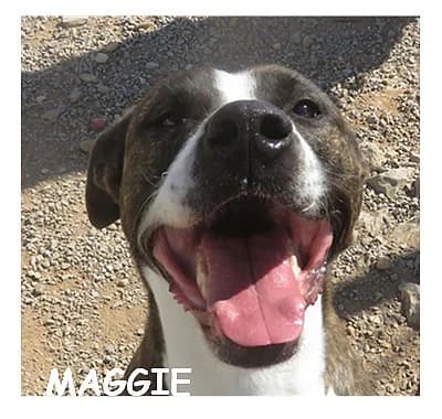 MAGGIE, female 5yo mixed breed for adoption at SPA Montpellier, Villeneuve-lès-Maguelone