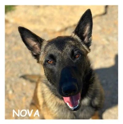 NOVA, male young Belgian Malinois for adoption at SPA Montpellier, Villeneuve-lès-Maguelone