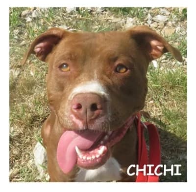 CHICHI, female mixed breed for adoption at SPA Montpellier, Villeneuve-lès-Maguelone