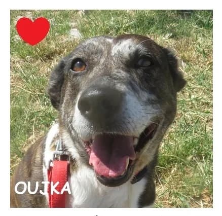 OUJKA, female Australian Shepherd for adoption at SPA Montpellier, Villeneuve-lès-Maguelone
