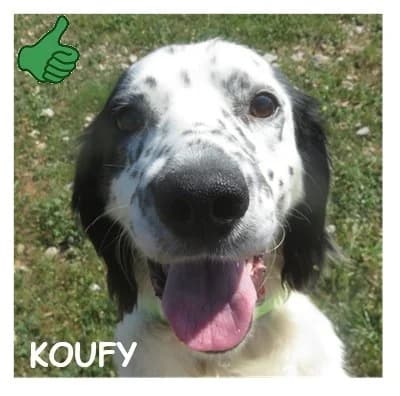 KOUFY, male 7yo English Setter for adoption at SPA Montpellier, Villeneuve-lès-Maguelone