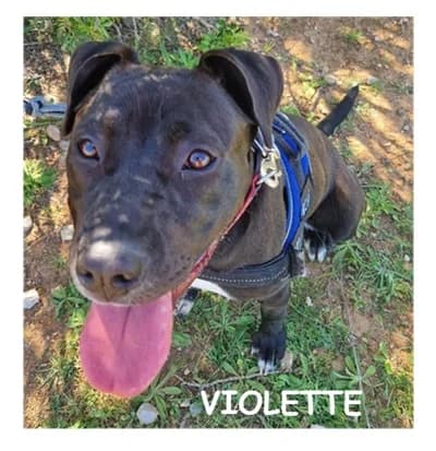 VIOLETTE, female mixed breed for adoption at SPA Montpellier, Villeneuve-lès-Maguelone