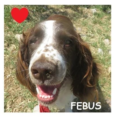 FEBUS, male 5yo mixed breed for adoption at SPA Montpellier, Villeneuve-lès-Maguelone