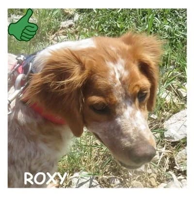 ROXY, female senior Brittany Spaniel for adoption at SPA Montpellier, Villeneuve-lès-Maguelone