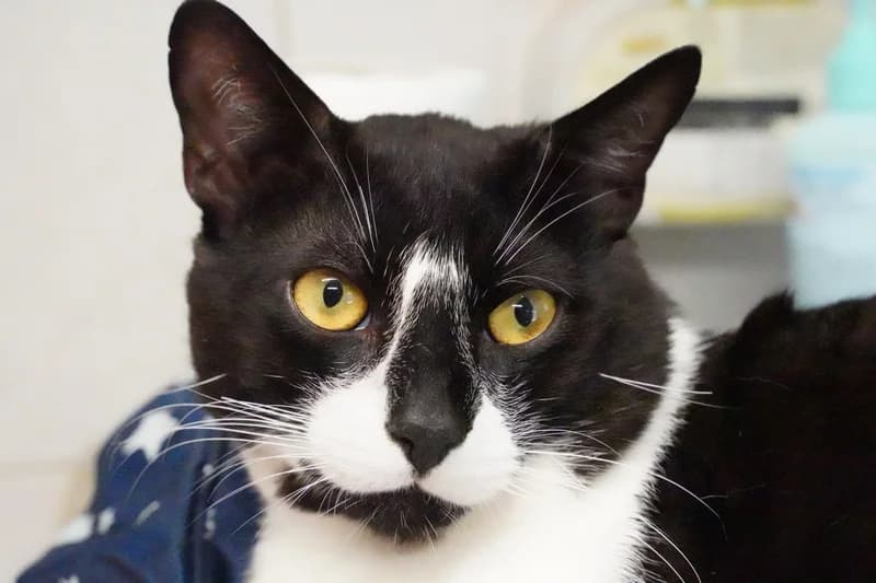 FIGARO, Mixed Breed for adoption at SPA Montpellier, Villeneuve-lès-Maguelone