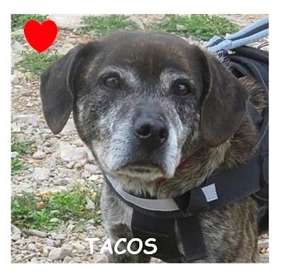 TACOS, male senior Staffordshire Bull Terrier for adoption at SPA Montpellier, Villeneuve-lès-Maguelone
