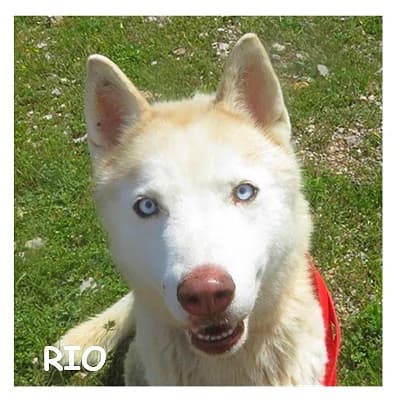 RIO, female 6yo Husky for adoption at SPA Montpellier, Villeneuve-lès-Maguelone