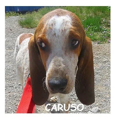 CARUSO, male young Mixed Breed for adoption at SPA Montpellier, Villeneuve-lès-Maguelone