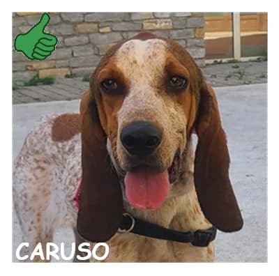 CARUSO, male young Mixed Breed for adoption at SPA Montpellier, Villeneuve-lès-Maguelone