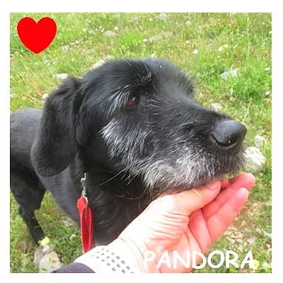 PANDORA, female senior Labrador Retriever for adoption at SPA Montpellier, Villeneuve-lès-Maguelone