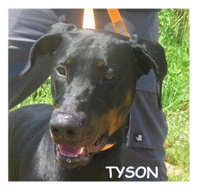 TYSON, male puppy Doberman for adoption at SPA Montpellier, Villeneuve-lès-Maguelone