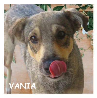 VANIA, female 4yo mixed breed for adoption at SPA Montpellier, Villeneuve-lès-Maguelone