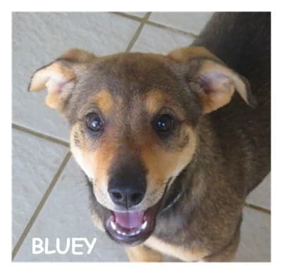 BLUEY, female puppy mixed breed for adoption at SPA Montpellier, Villeneuve-lès-Maguelone