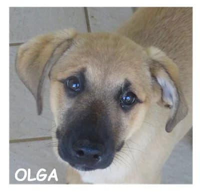 OLGA, female puppy mixed breed for adoption at SPA Montpellier, Villeneuve-lès-Maguelone