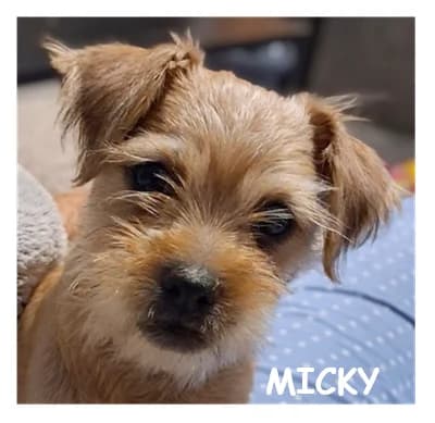 MICKY, male puppy Mixed Breed for adoption at SPA Montpellier, Villeneuve-lès-Maguelone