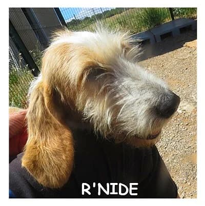 R&rsquo, female 5yo mixed breed for adoption at SPA Montpellier, Villeneuve-lès-Maguelone