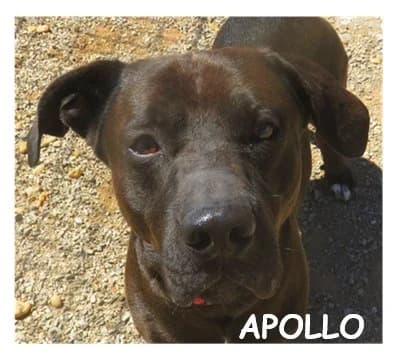 APOLLO, male 4yo Mixed Breed for adoption at SPA Montpellier, Villeneuve-lès-Maguelone