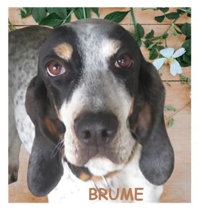 BRUME, female senior mixed breed for adoption at SPA Montpellier, Villeneuve-lès-Maguelone