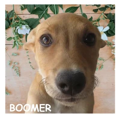 BOOMER, male puppy Mixed Breed for adoption at SPA Montpellier, Villeneuve-lès-Maguelone