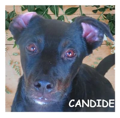 CANDIDE, male puppy Mixed Breed for adoption at SPA Montpellier, Villeneuve-lès-Maguelone