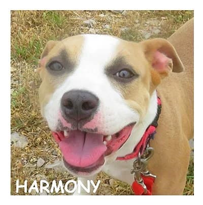 HARMONY, female young mixed breed for adoption at SPA Montpellier, Villeneuve-lès-Maguelone
