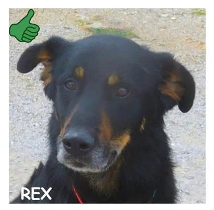 REX, female 5yo Mixed Breed for adoption at SPA Montpellier, Villeneuve-lès-Maguelone