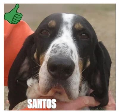 SANTOS, male 7yo mixed breed for adoption at SPA Montpellier, Villeneuve-lès-Maguelone