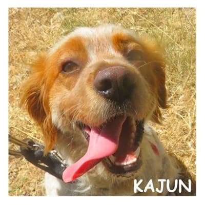 KAJUN, male young Brittany Spaniel for adoption at SPA Montpellier, Villeneuve-lès-Maguelone