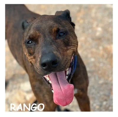 RANGO, male 5yo Mixed Breed for adoption at SPA Montpellier, Villeneuve-lès-Maguelone