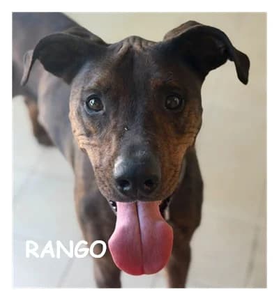 RANGO, male 5yo Mixed Breed for adoption at SPA Montpellier, Villeneuve-lès-Maguelone