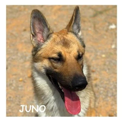 JUNO, male young Mixed Breed for adoption at SPA Montpellier, Villeneuve-lès-Maguelone