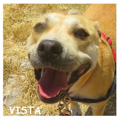 VISTA, female young mixed breed for adoption at SPA Montpellier, Villeneuve-lès-Maguelone