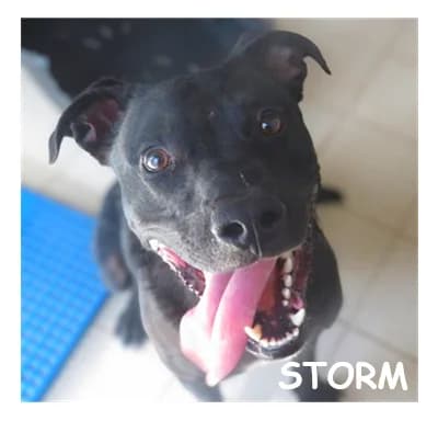 STORM, male young Mixed Breed for adoption at SPA Montpellier, Villeneuve-lès-Maguelone