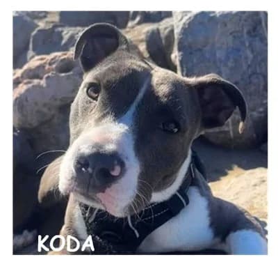 KODA, male young Mixed Breed for adoption at SPA Montpellier, Villeneuve-lès-Maguelone