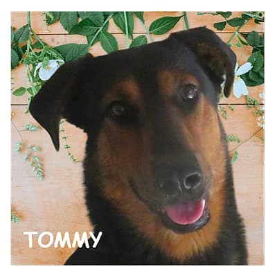 TOMMY, male 3yo mixed breed for adoption at SPA Montpellier, Villeneuve-lès-Maguelone