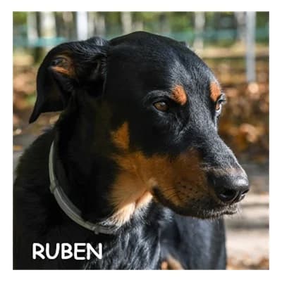 RUBEN, male young mixed breed for adoption at SPA Montpellier, Villeneuve-lès-Maguelone
