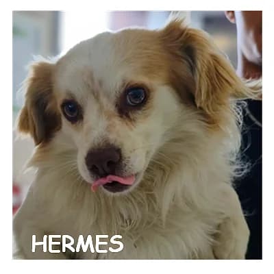 HERMES, male 3yo Chihuahua for adoption at SPA Montpellier, Villeneuve-lès-Maguelone