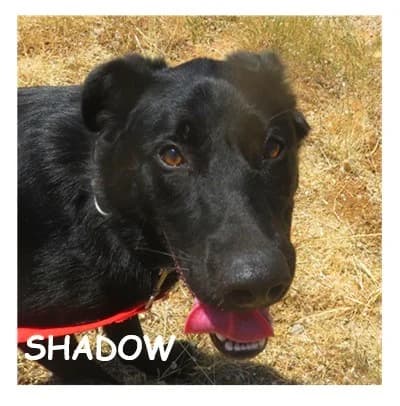 SHADOW, female puppy Labrador Retriever for adoption at SPA Montpellier, Villeneuve-lès-Maguelone