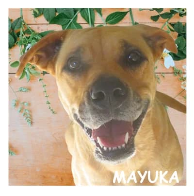 MAYUKA, female young mixed breed for adoption at SPA Montpellier, Villeneuve-lès-Maguelone
