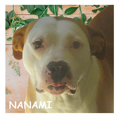 NANAMI, female 5yo mixed breed for adoption at SPA Montpellier, Villeneuve-lès-Maguelone