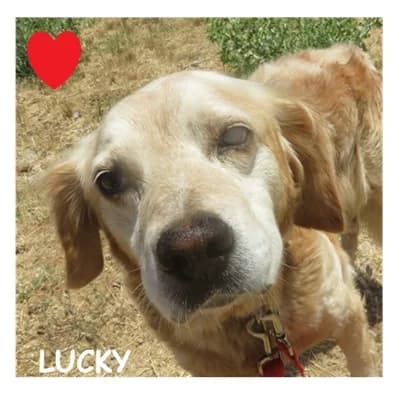 LUCKY, male senior Labrador Retriever for adoption at SPA Montpellier, Villeneuve-lès-Maguelone