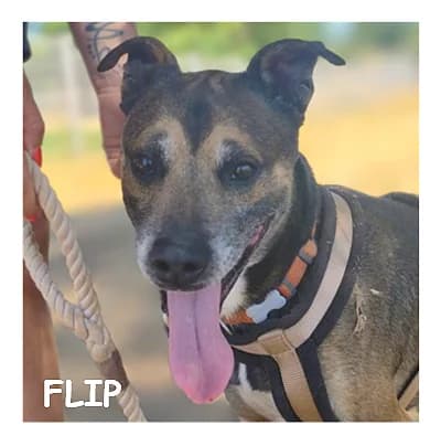 FLIP, male 5yo Mixed Breed for adoption at SPA Montpellier, Villeneuve-lès-Maguelone