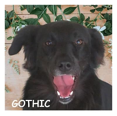 GOTHIC, male 3yo Mixed Breed for adoption at SPA Montpellier, Villeneuve-lès-Maguelone