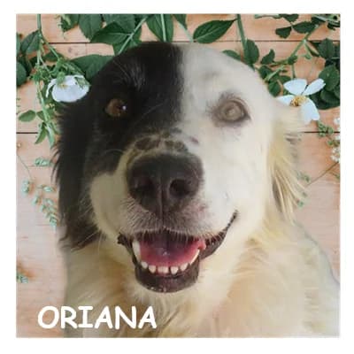 ORIANA, female 6yo Border Collie for adoption at SPA Montpellier, Villeneuve-lès-Maguelone